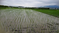除草後