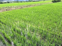 黒米除草前