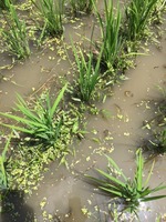 株間の雑草