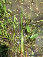 雑草三種