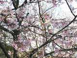 鎌倉八幡宮の桜02
