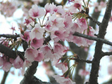 鎌倉八幡宮の桜01