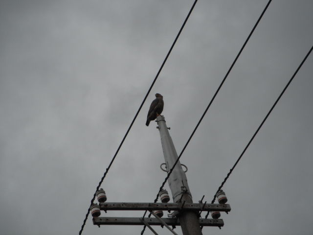 DSCF7730