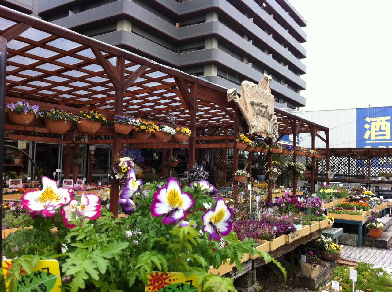 雪の華 の掲示板投稿写真＆画像