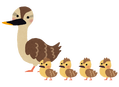 animal_karugamo_oyako