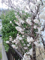 sakura