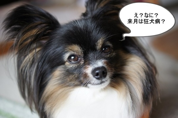 04DSC07332