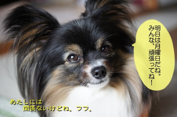 00DSC07332