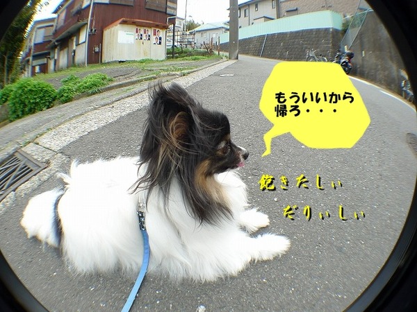 11P1170583-crop