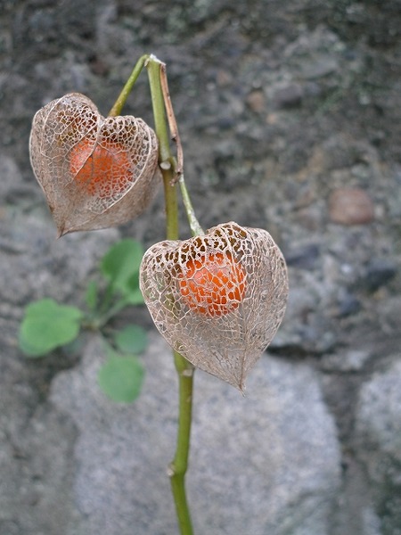 P1210323