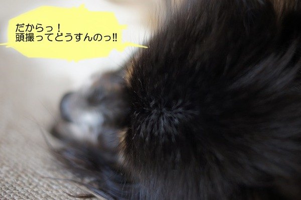 08DSC08074
