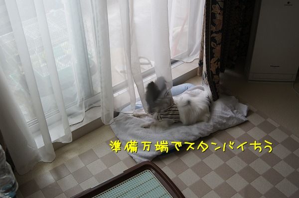 01DSC01213