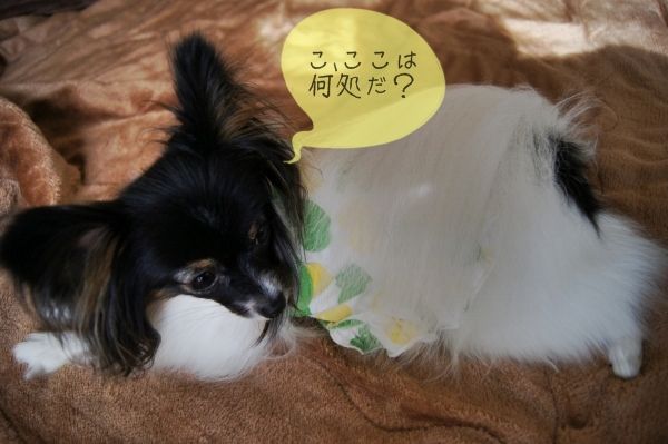 04DSC04606