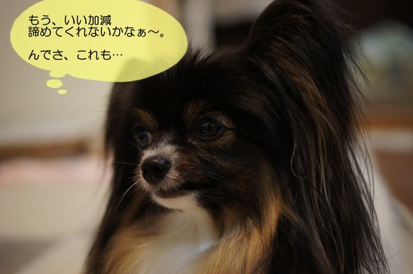 06DSC07940