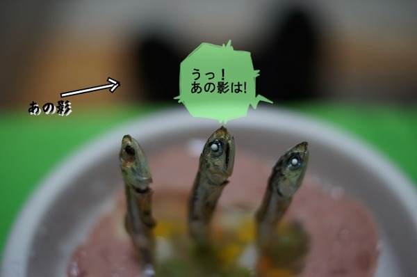 08DSC07630