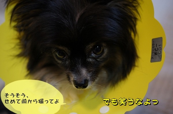 003DSC09963