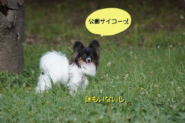 01DSC01529
