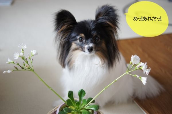 04DSC05452