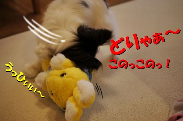 05DSC04220