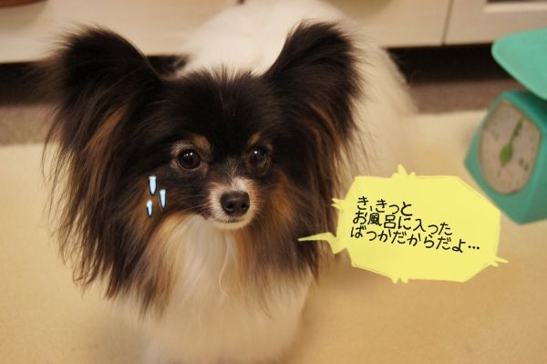 05DSC05485