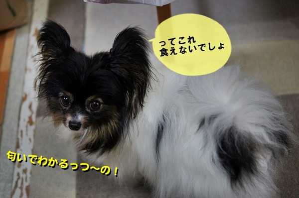 04DSC08750