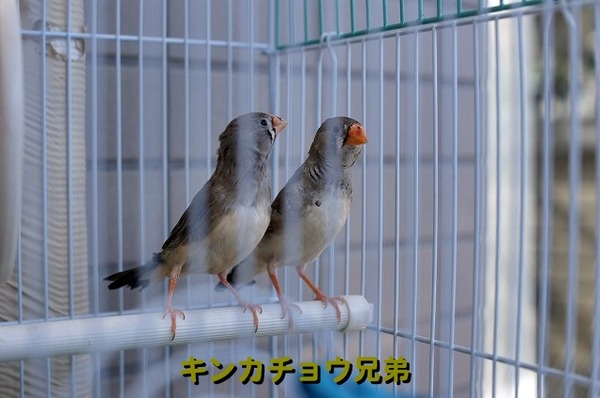 00DSC07976