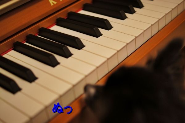 01DSC04984