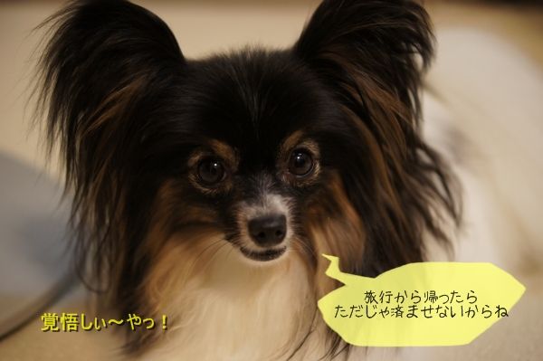 03DSC06811