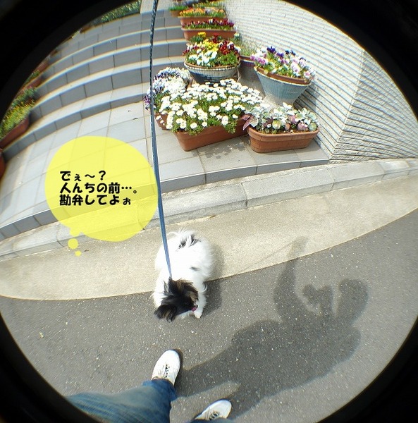 0000P1170587-crop