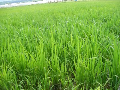 SANY0356
