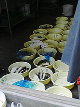 吉野屋2