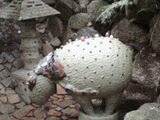 竹やぶ13