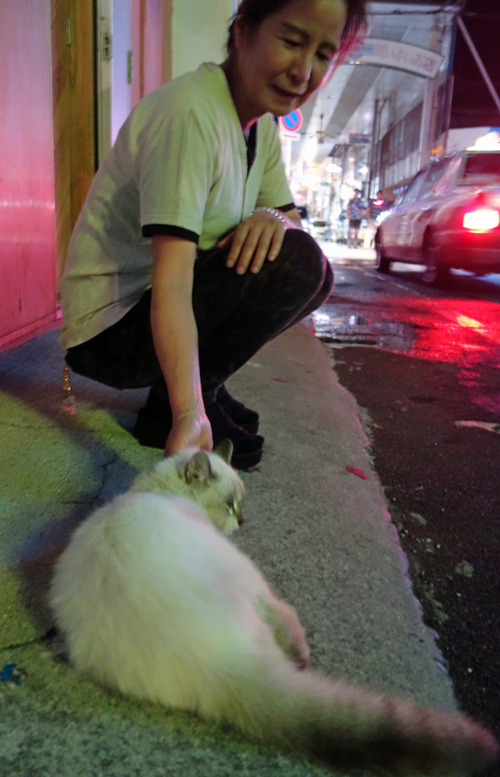 看板ネコ DSC00104