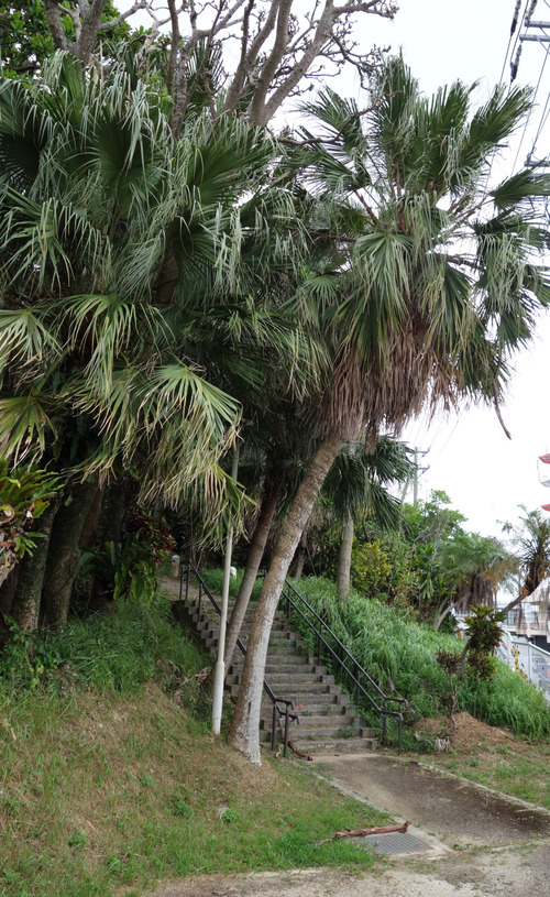 DSC04991_001★編済N★