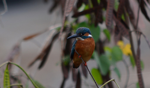 青い鳥 : 奥の坂道