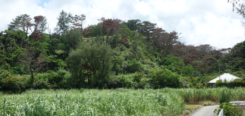 DSC06633