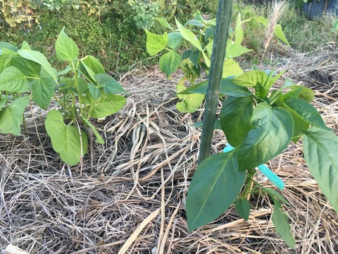 A8BEF08E-A5A6-48D1-A8E2-F2E5A82899EA