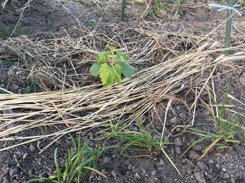 13F50C75-72C2-462C-A290-6F870F9387CB