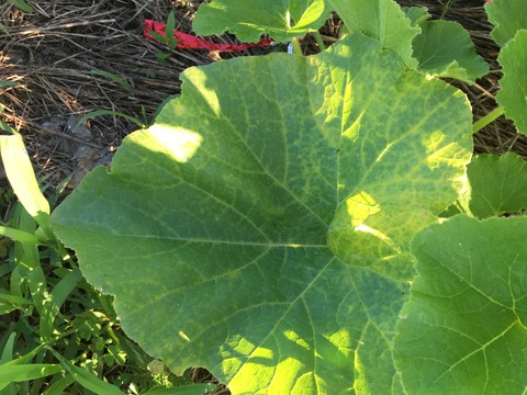 0C1690F6-E2D2-4F33-8BC7-D81D8E2DF55A