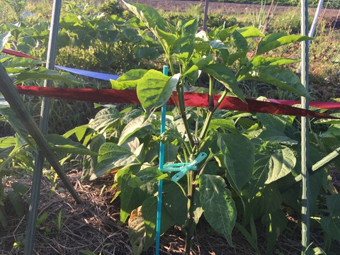 B6E53734-45C6-472D-B26D-5E8E159CBD20