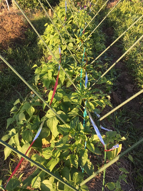 5998BEF6-3892-4382-8319-6588918BBA35