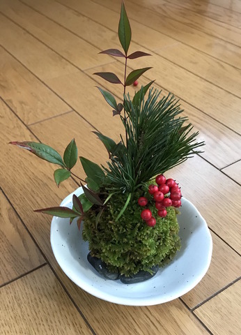 IMG_お正月 苔玉
