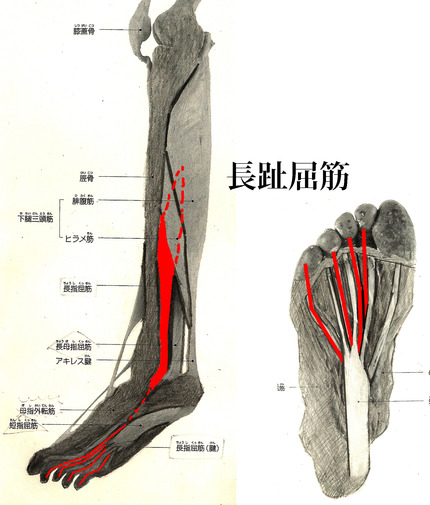 長趾屈筋