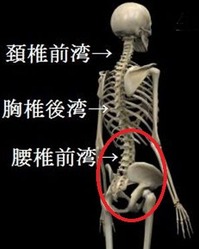 生理的湾曲-2