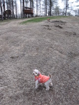 dogrun