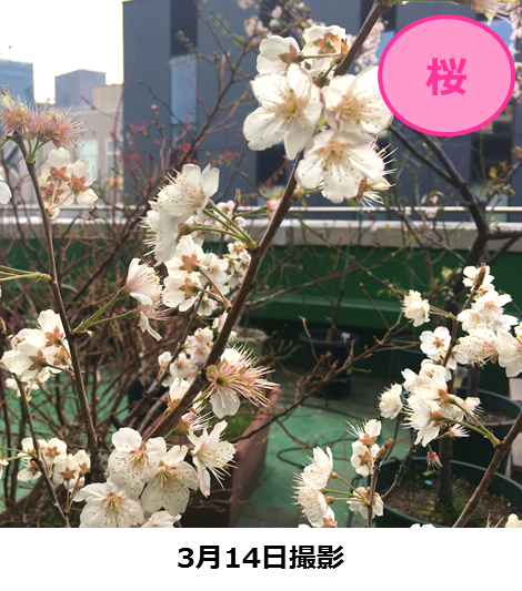 桜①