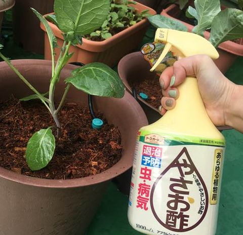 やさお酢で予防