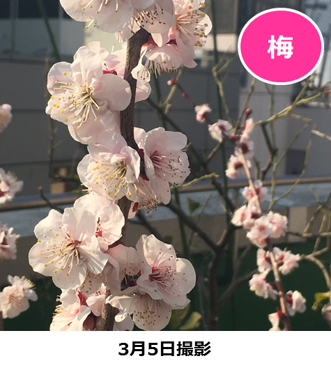 梅②