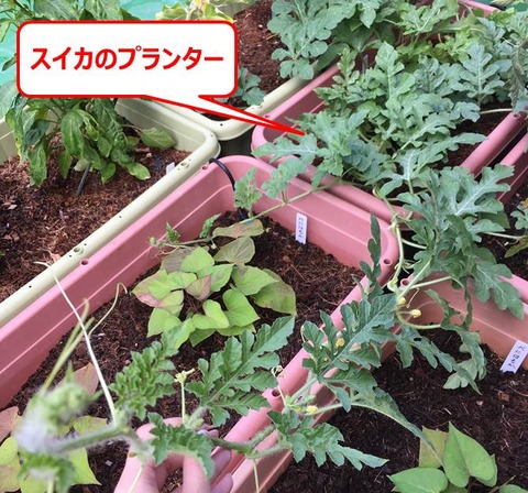 スイカのツルがすごい