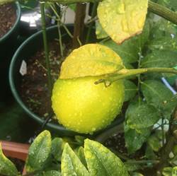 グランドレモンとイチゴの成長 プランター菜園をやってみよう 会社の屋上 で 収穫を目指す 会社員の熱き戦い